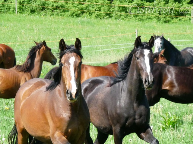 Na pastvině, červen 2011