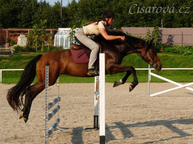 Příprava na ZZV klisen, skoková řada, srpen 2011