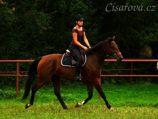 Bára na prvních závodech 27.8.2011 v Domažlicích, opracování před parkurem