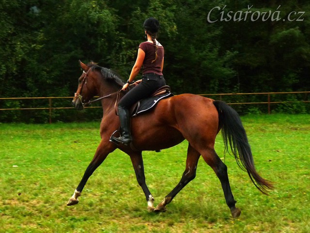 Bára na prvních závodech 27.8.2011 v Domažlicích, opracování před parkurem
