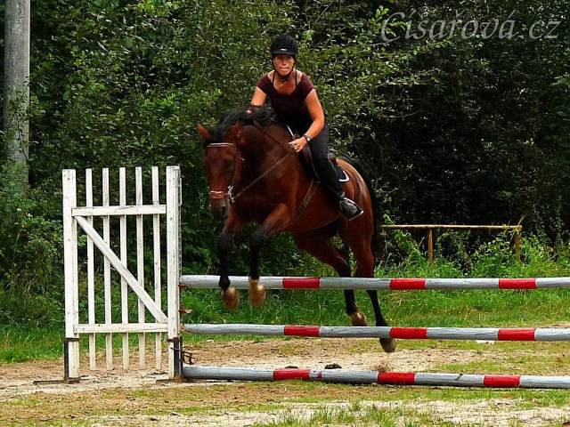 Bára na prvních závodech 27.8.2011 v Domažlicích, opracování před parkurem