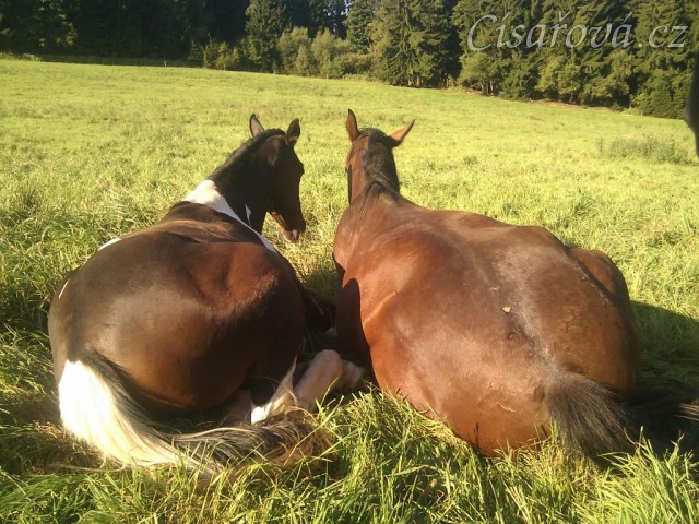 17.9.2011 - Odpočinek na pastvině, roční a dvouletý hřebec, čím blíže u sebe, tím jsme víc v bezpečí:-)