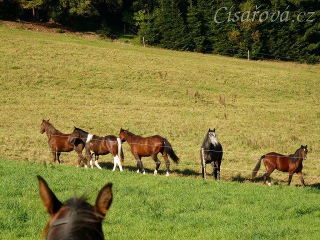 Stádo hřebců vyhlíží nové kamarády