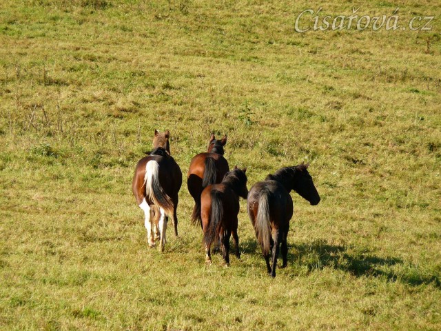 Mladší kluci se zatím o nově příchozí nezajímají.