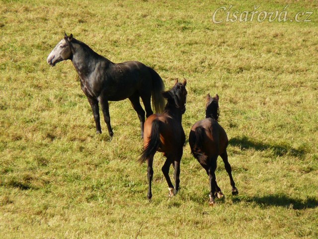 Dva noví přírůstci ve stádě, roční hřebečci Ramon a Zephyr