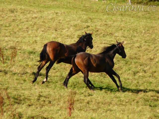 Dva noví přírůstci ve stádě, roční hřebečci Ramon a Zephyr