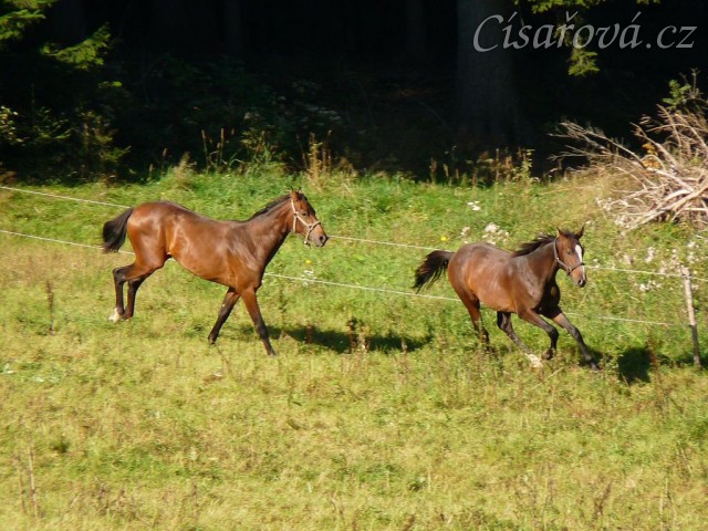 Dva noví přírůstci ve stádě, roční hřebečci Ramon a Zephyr