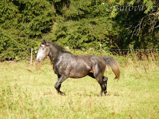 Čtyřletý lipický hřebec Rybíz musí mít vše pod kontrolou:-)