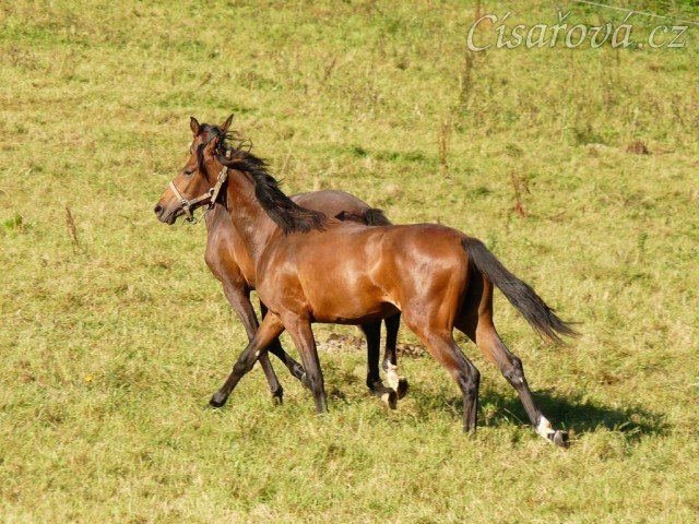 Dva noví přírůstci ve stádě, roční hřebečci Ramon a Zephyr