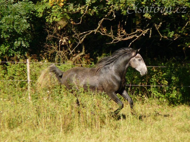 Čtyřletý lipický hřebec Rybíz musí mít vše pod kontrolou:-)