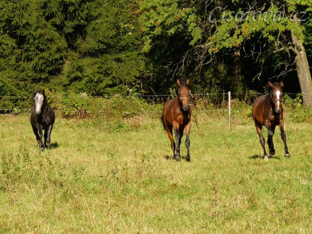 Čtyřletý lipický hřebec Rybíz musí mít nově příchozí pod kontrolou:-)