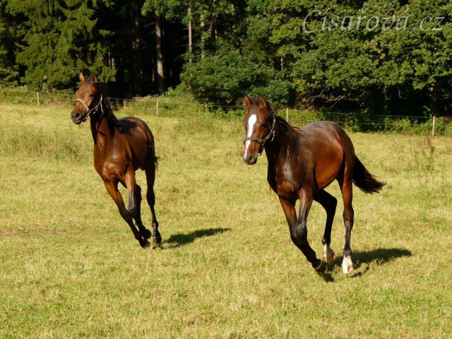 Dva noví přírůstci ve stádě, roční hřebečci Ramon a Zephyr