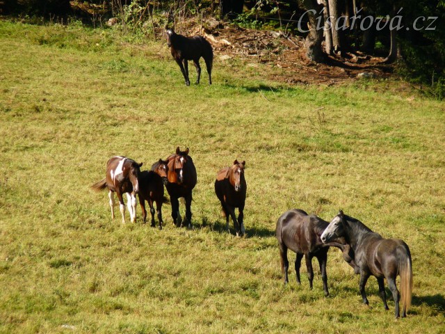 Stádo se jde podívat na nové kamarády