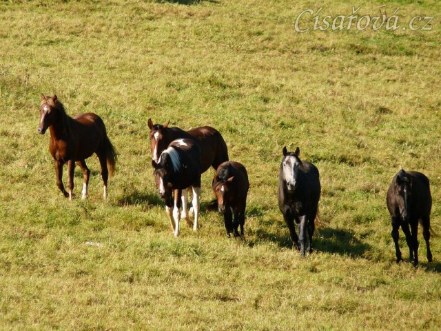 Stádo se jde podívat na nové kamarády