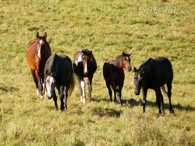 Stádo se jde podívat na nové kamarády