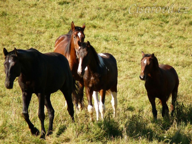Stádo se jde podívat na nové kamarády
