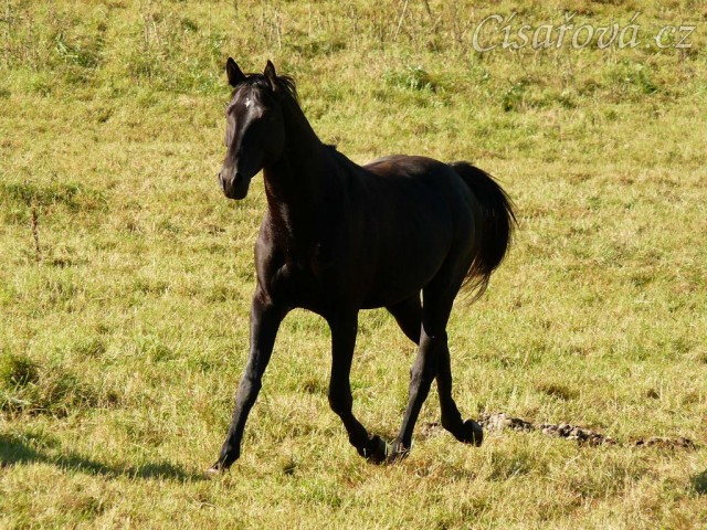 Čtyřletý trakénský hřebec Carthago musí být všude první:-)