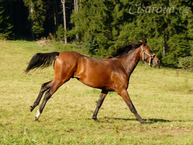 Nový přírůstek do stáda, roční hřebeček