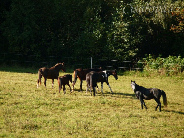 Stádo dělá, že je noví kluci nezajímají
