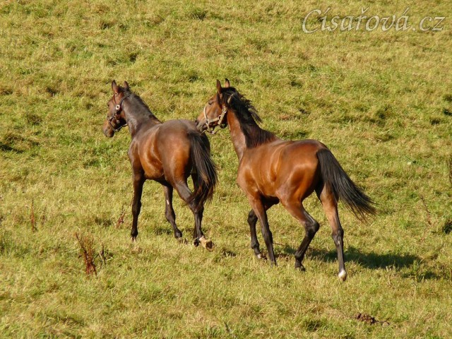 Dva noví přírůstci ve stádě, roční hřebečci Ramon a Zephyr