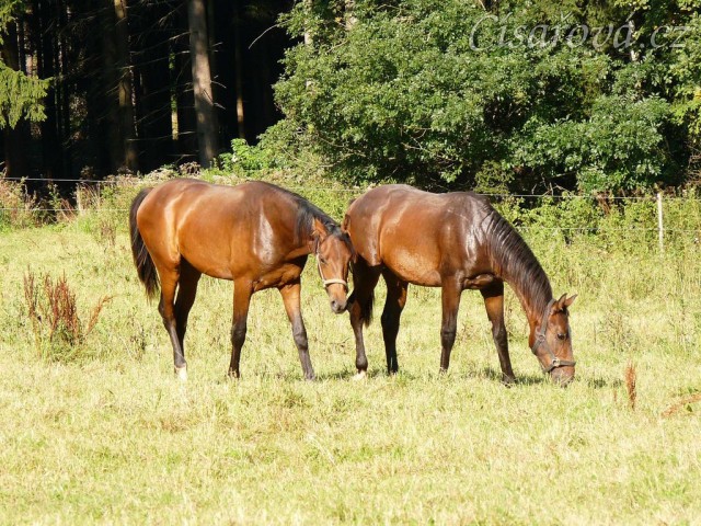 Dva noví přírůstci ve stádě, roční hřebečci Ramon a Zephyr