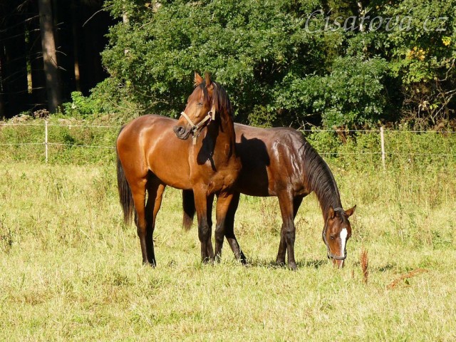 Dva noví přírůstci ve stádě, roční hřebečci Ramon a Zephyr