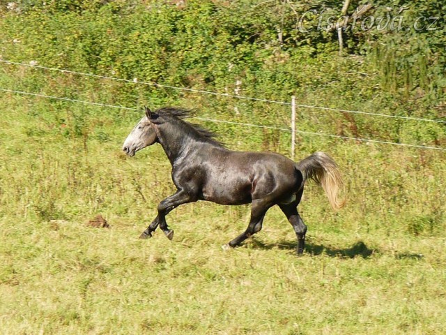Čtyřletý lipický hřebec Rybíz si vzal nově příchozí na starost