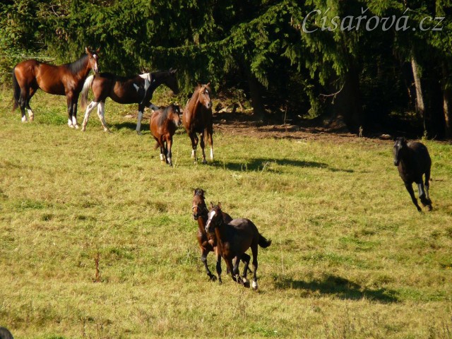 Všichni běží za novými příchozími
