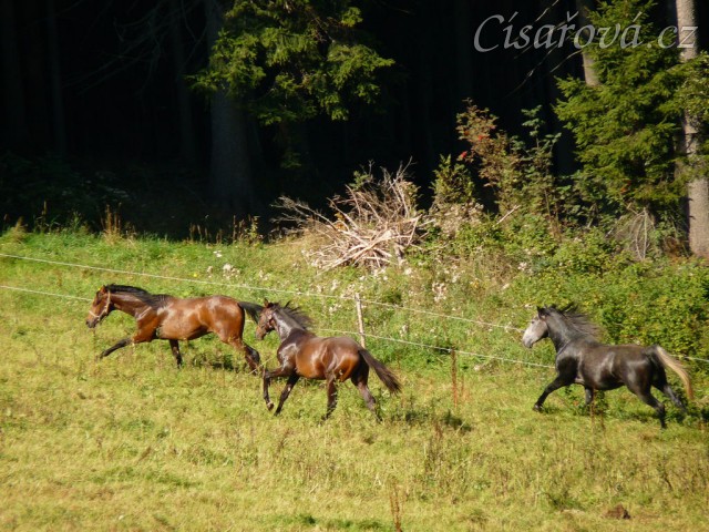 Čtyřletý lipický hřebec Rybíz si vzal nově příchozí na starost