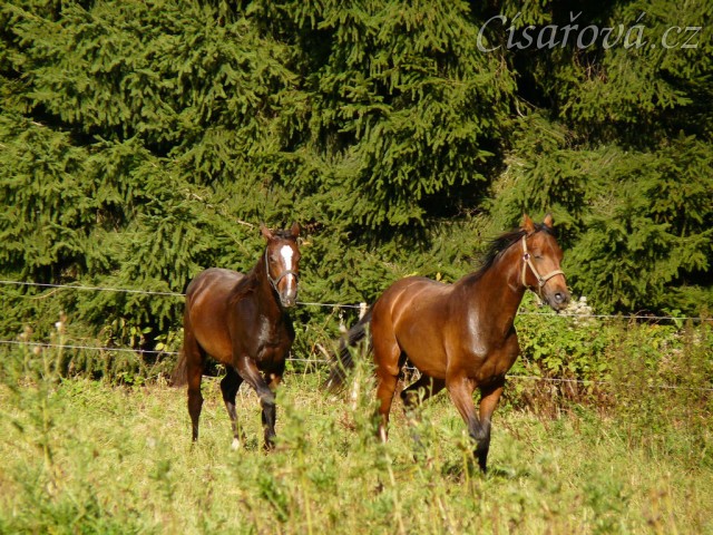 Dva noví přírůstci ve stádě, roční hřebečci Ramon a Zephyr