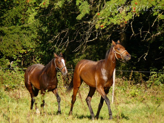 Dva noví přírůstci ve stádě, roční hřebečci Ramon a Zephyr