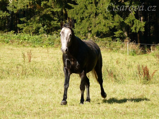 Čtyřletý lipický hřebec Rybíz si vzal nově příchozí na starost