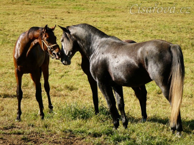 Čtyřletý lipický hřebec Rybíz se seznamuje s nově příchozími hřebečky