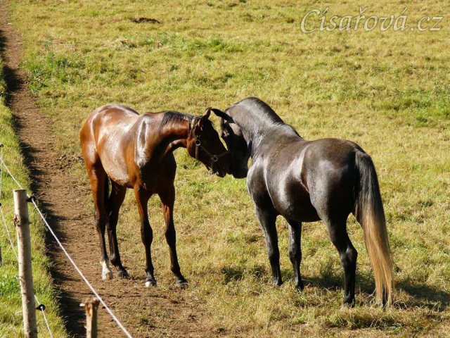 Čtyřletý lipický hřebec Rybíz a roční hanoverský hřebeček Ramon si začínají hrát...
