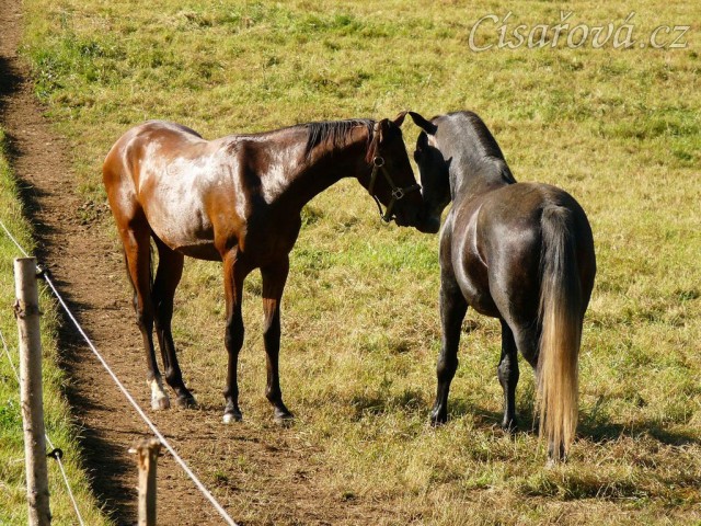 Čtyřletý lipický hřebec Rybíz a roční hanoverský hřebeček Ramon si začínají hrát...