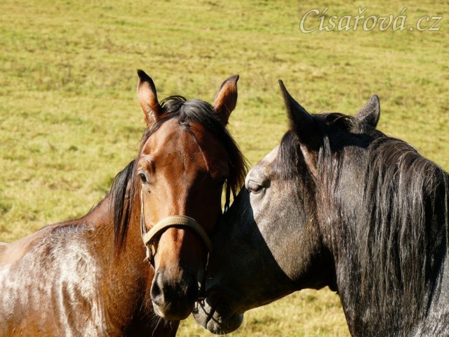 Čtyřletý lipický hřebec Rybíz a roční hanoverský hřebeček Ramon si začínají hrát...
