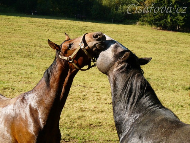 Čtyřletý lipický hřebec Rybíz a roční hanoverský hřebeček Ramon si začínají hrát...