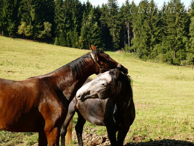 Čtyřletý lipický hřebec Rybíz a roční hanoverský hřebeček Ramon si začínají hrát...