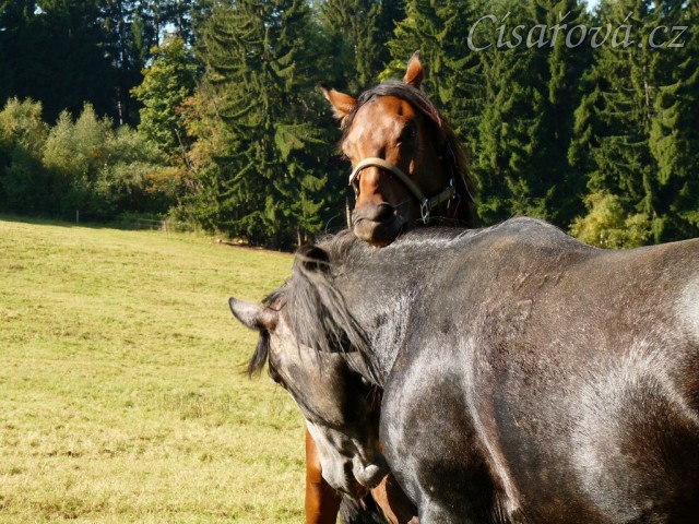 Čtyřletý lipický hřebec Rybíz a roční hanoverský hřebeček Ramon si začínají hrát...