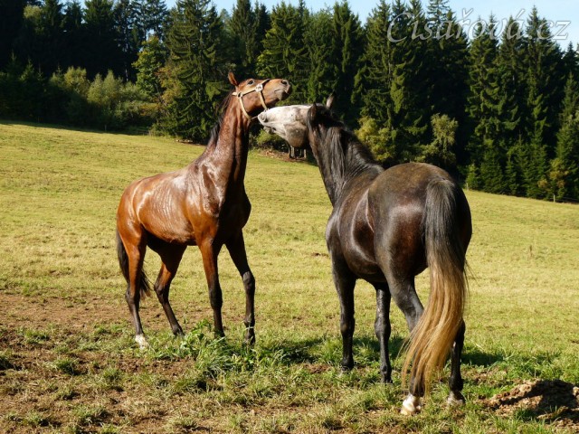 Čtyřletý lipický hřebec Rybíz a roční hanoverský hřebeček Ramon si začínají hrát...