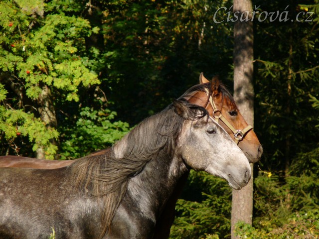 Čtyřletý lipický hřebec Rybíz a roční hanoverský hřebeček Ramon si začínají hrát...