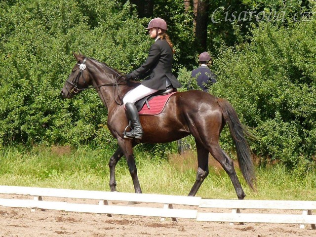 Arwen před drezurní úlohou při závodech všestrannosti