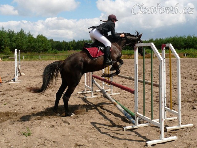 Arwen při opracování před parkurem při závodech všestrannosti