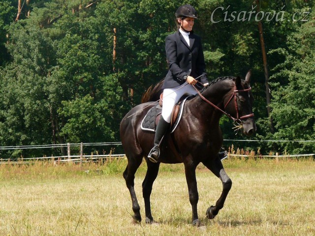 Carthago při opracování před drezurou při závodech všestrannosti