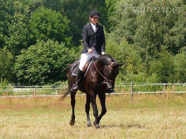 Carthago při opracování před drezurou při závodech všestrannosti