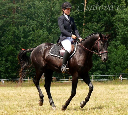 Carthago při opracování před drezurou při závodech všestrannosti