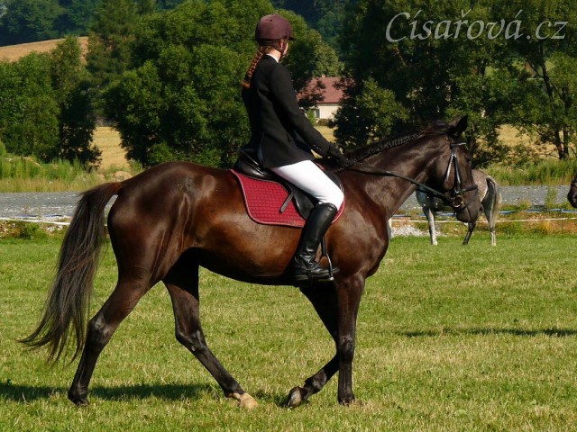 Arwen při opracování před drezurou při závodech všestrannosti stupně ZK, Humpolec 16.7.2011