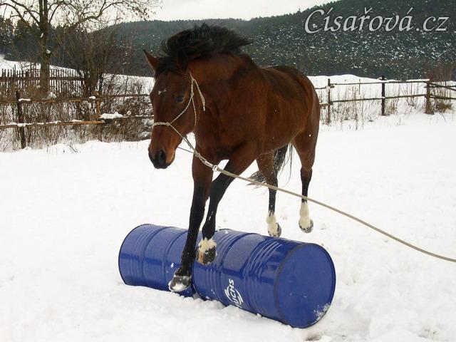 Zimní parellistění