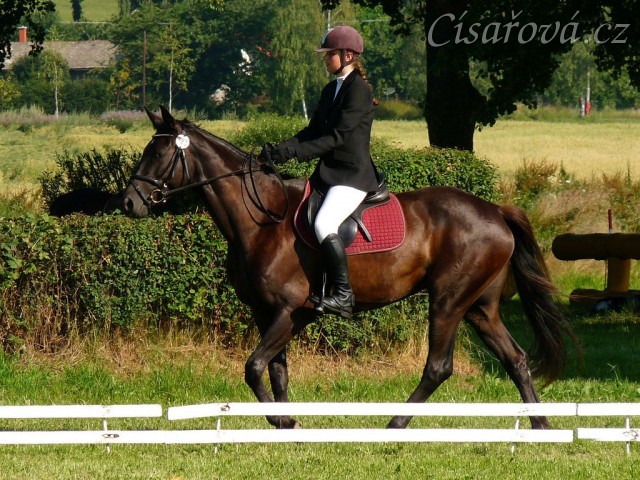 Arwen před drezurní úlohou při závodech všestrannosti