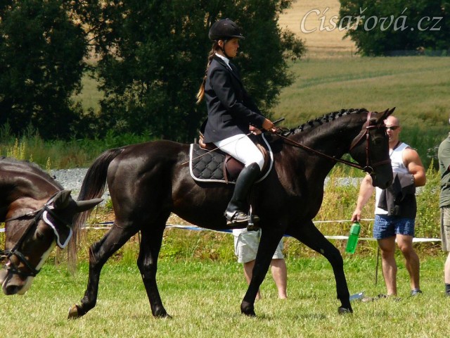 Carthago při opracování před drezurou při závodech všestrannosti stupně ZL, Humpolec 16.7.2011